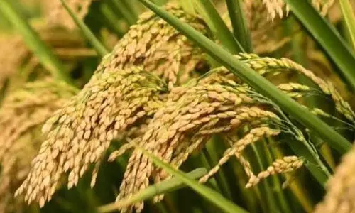 സംസ്ഥാനത്ത് നാമമാ​ത്ര നെല്ല് സംഭരണം തുടങ്ങി