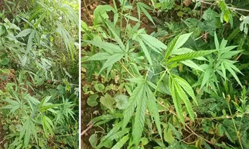 കാരാപ്പുഴ പദ്ധതി സ്ഥലത്ത് കഞ്ചാവ് ചെടികൾ നട്ടുവളർത്തിയ നിലയിൽ