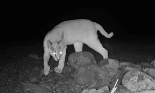 മ​രു​ഭൂ​മി​യി​ലെ കാ​ട്ടൂ​പൂ​ച്ച​ക​ൾ