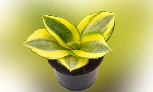 ഗോൾഡൻ ഡ്വർഫ്​ സെൻസെവീരിയ