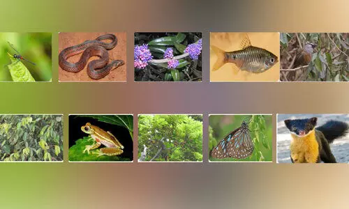 വ​യ​നാ​ടി​ന് ഇ​നി ത​ന​ത് സ്പീ​ഷി​സു​ക​ൾ