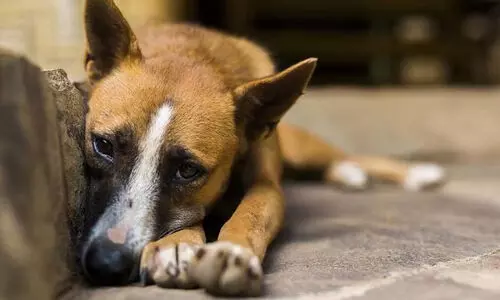 തെരുവുനായെ കൂട്ടബലാത്സംഗത്തിനിരയാക്കിയെന്ന് പരാതി; കേസെടുത്തു, ശാസ്ത്രീയ പരിശോധനകൾക്ക് ശേഷം നടപടിയെന്ന് പൊലീസ്