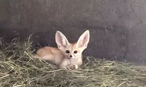 വംശനാശം നേരിടുന്ന മൃഗങ്ങളുടെ കടത്ത്​: ഷാർജയിൽ അറബ്​ പൗരൻ അറസ്റ്റിൽ