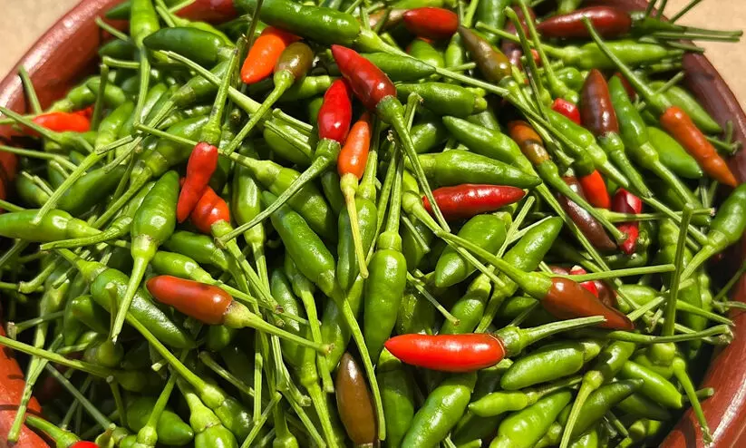 വിപണിയിൽ കാന്താരിക്ക് എരിവ് കൂടി; കിലോക്ക് 600 മുതൽ 800 രൂപ വരെ വിപണിയിൽ കാന്താരിക്ക് എരിവ് കൂടി; കിലോക്ക് 600 മുതൽ 800 രൂപ വരെ