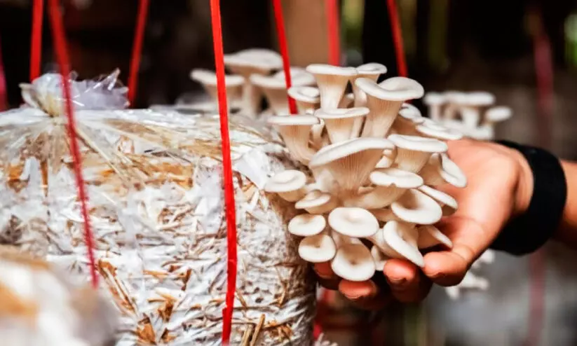 കൂൺഗ്രാമങ്ങൾ ഒരുക്കാൻ   ഹോർട്ടികൾച്ചർ മിഷൻ കൂൺഗ്രാമങ്ങൾ ഒരുക്കാൻ   ഹോർട്ടികൾച്ചർ മിഷൻ