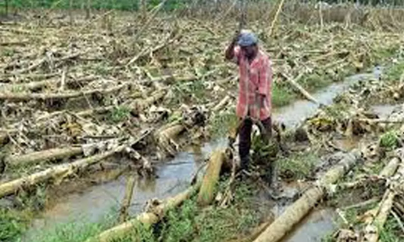 തുലാവർഷത്തിൽ ജില്ലയിൽ നശിച്ചത് 27.24 ഹെക്ടർ കൃഷി