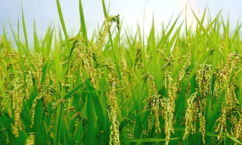 നൂറുമേനി വിളയുന്ന  തരിശുഭൂമികൾ നൂറുമേനി വിളയുന്ന  തരിശുഭൂമികൾ