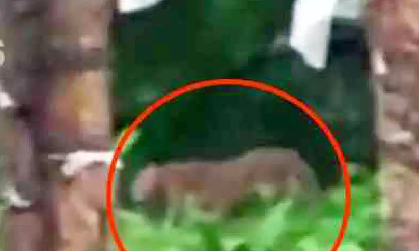 ആശങ്കക്ക് അറുതിയായില്ല; കുന്നത്തുപ്പാടത്ത് കണ്ടത് പുലിയോ? ആശങ്കക്ക് അറുതിയായില്ല; കുന്നത്തുപ്പാടത്ത് കണ്ടത് പുലിയോ?