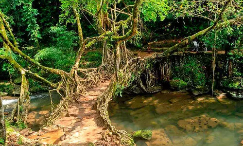 വേരുപാലങ്ങൾ എന്തൊരു നാടൻ ഐഡിയ!