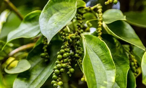 കുരുമുളകിന് വില്ലനായി മഴ