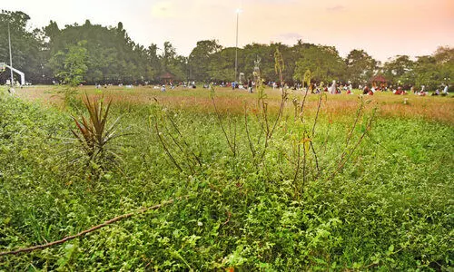 വി​ഷ​ജ​ന്തു​ക്ക​ൾ​ക്ക് വി​ഹാ​ര​മൊ​രു​ക്കി മാ​നാ​ഞ്ചി​റ മൈ​താ​നം