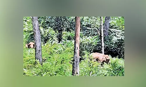കാട്ടാന ശല്യം;പൊറുതിമുട്ടി ചിന്നക്കനാൽ, ശാന്തൻപാറ പഞ്ചായത്തുകൾ