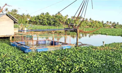 പായൽ നിറഞ്ഞ് കായൽ മത്സ്യബന്ധനത്തിന്​ ഇടമില്ലാതെ തൊഴിലാളികൾ
