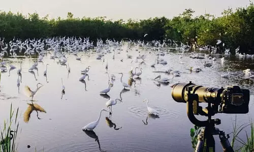 ടൂറിസം സങ്കൽപ്പങ്ങൾ മാറുന്നു; പക്ഷി നിരീക്ഷണത്തിന് വിമാനം കയറുന്നവരുടെ എണ്ണം വർധിച്ചു; കൊച്ചിയും കോയമ്പത്തൂരും പട്ടികയിൽ