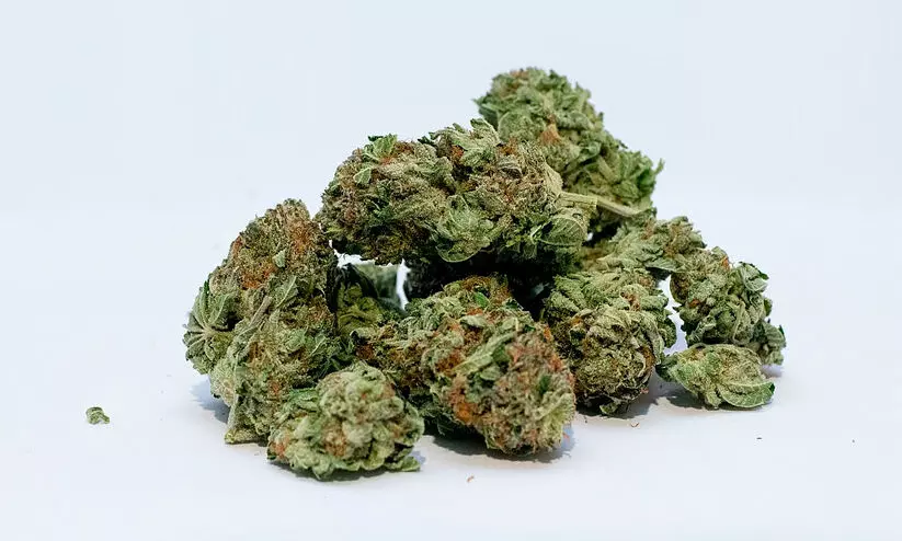 BJP leader,son arrested,Navi Mumbai,hydro cannabis,drug case, നവിമുംബൈ, കഞ്ചാവ്, തായ്ലൻഡ്, നർകോട്ടിക്, മയക്കുമരുന്ന് വിരുദ്ധസേന BJP leader,son arrested,Navi Mumbai,hydro cannabis,drug case, നവിമുംബൈ, കഞ്ചാവ്, തായ്ലൻഡ്, നർകോട്ടിക്, മയക്കുമരുന്ന് വിരുദ്ധസേന