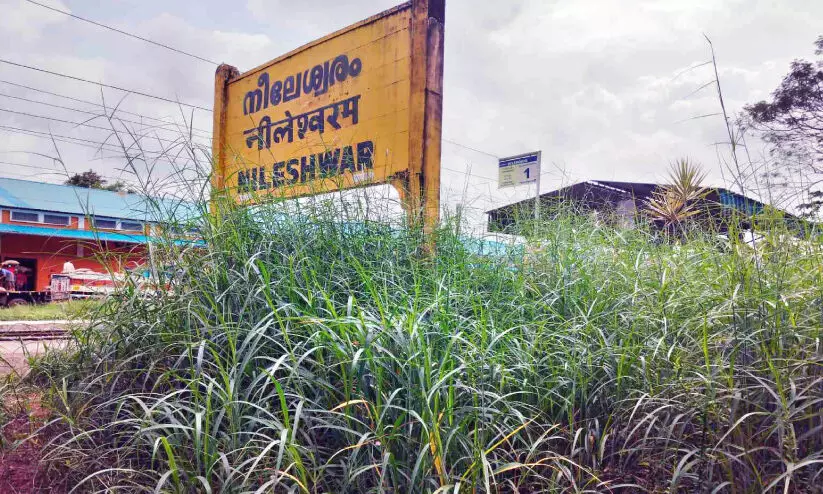 ഇരച്ചെത്തും ട്രെയിനല്ല, ഇഴഞ്ഞെത്തും പാമ്പുകളാണിവിടെ ഇരച്ചെത്തും ട്രെയിനല്ല, ഇഴഞ്ഞെത്തും പാമ്പുകളാണിവിടെ