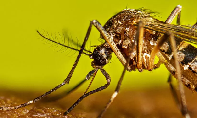 ആറ് വർഷം 85 ഡങ്കിപ്പനി മരണം ആറ് വർഷം 85 ഡങ്കിപ്പനി മരണം