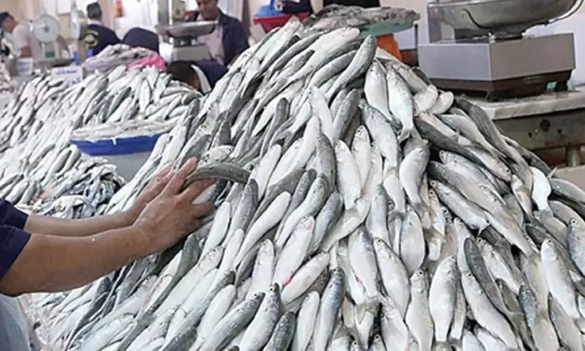 മത്സ്യമാർക്കറ്റിൽ ‘മെയ്ഡ്’ ചാകര മത്സ്യമാർക്കറ്റിൽ ‘മെയ്ഡ്’ ചാകര