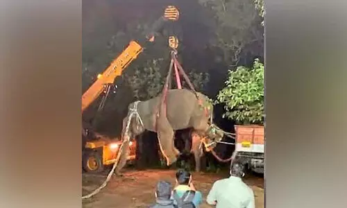 രണ്ടു കർഷകരുടെ ജീവനെടുത്ത ആനയെ പിടികൂടി