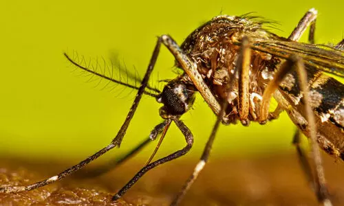 ആറ് വർഷം 85 ഡങ്കിപ്പനി മരണം