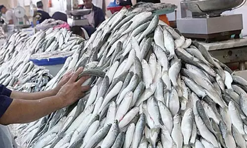 മ​ത്സ്യ​മാ​ർ​ക്ക​റ്റി​ൽ ‘മെ​യ്ഡ്’ ചാ​ക​ര