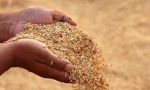 നെല്ല് സംഭരണം: പ്രത്യേക മന്ത്രിതല യോഗം; മില്ലുടമകളുടേത് ഗൂഢ രാഷ്ട്രീയ ചിന്തയെന്ന് ഭക്ഷ്യമന്ത്രി