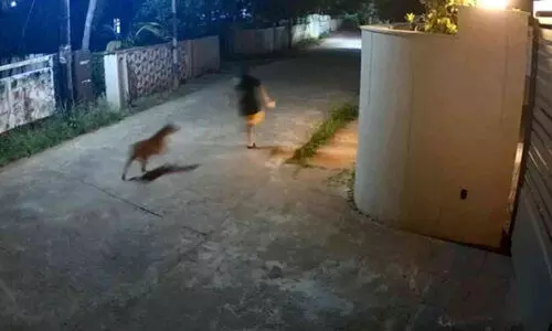 തെരുവുനായ് ആക്രമണം; രണ്ടുവയസ്സുകാരി രക്ഷപ്പെട്ടത് തലനാരിഴക്ക്