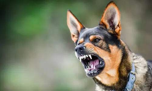 വടക്കഞ്ചേരിയിൽ പേവിഷബാധ സ്ഥിരീകരിച്ചു