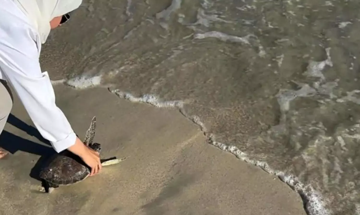 അവശരായി തീരത്തടിഞ്ഞു, ചികിത്സയിലൂടെ സുഖം പ്രാപിച്ച ആമകൾ കടലിലേക്ക്​ മടങ്ങി