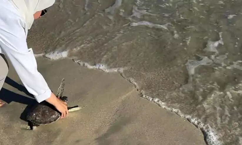 അവശരായി തീരത്തടിഞ്ഞു, ചികിത്സയിലൂടെ സുഖം പ്രാപിച്ച ആമകൾ കടലിലേക്ക് മടങ്ങി അവശരായി തീരത്തടിഞ്ഞു, ചികിത്സയിലൂടെ സുഖം പ്രാപിച്ച ആമകൾ കടലിലേക്ക് മടങ്ങി