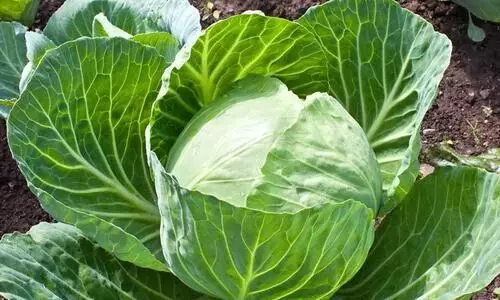 കാബേജ് നടുന്നുണ്ടെങ്കില് ഇനി വൈകേണ്ട കാബേജ് നടുന്നുണ്ടെങ്കില് ഇനി വൈകേണ്ട