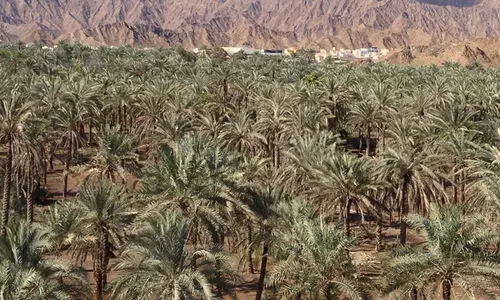 ഫു​ജൈ​റ സെ​ന്‍റ്​ ഗ്രി​ഗോ​റി​യോ​സ് കൊ​യ്ത്തു​ത്സ​വം ശ​നി​യാ​ഴ്ച