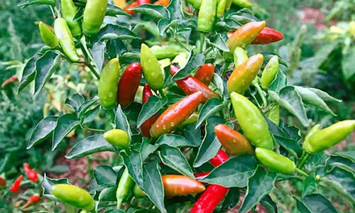 വിപണി വില 800 രൂപ വരെ; കാന്താരി ഇങ്ങനെ കൃഷി ചെയ്യാം വീട്ടിലേക്കും വരുമാനത്തിനും വിപണി വില 800 രൂപ വരെ; കാന്താരി ഇങ്ങനെ കൃഷി ചെയ്യാം വീട്ടിലേക്കും വരുമാനത്തിനും