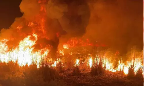 സ​ബാ​ഹ് അ​ൽ അ​ഹ്മ​ദി​ൽ   സ​സ്യ​മേ​ഖ​ല​യി​ൽ തീ​പി​ടി​ത്തം
