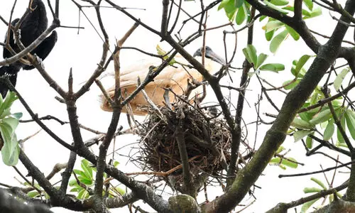 വെള്ള അരിവാൾ കൊക്കിന്‍റെ പ്രജനന കേന്ദ്രം കണ്ടെത്തി
