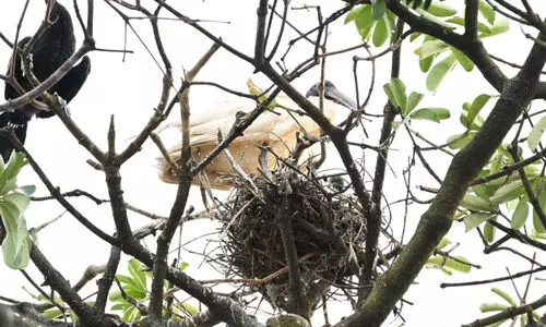 വെള്ള അരിവാൾ കൊക്കിന്‍റെ പ്രജനന കേന്ദ്രം കണ്ടെത്തി