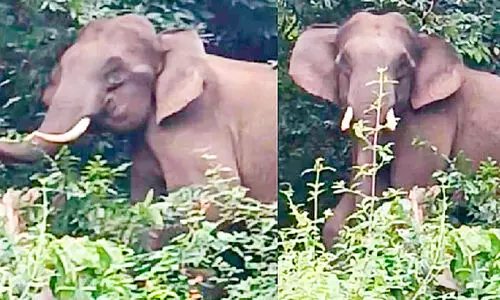 ന​ണ്ട​ൻ കി​ഴാ​യ​യി​ൽ കാ​ട്ടാ​ന​ക​ൾ; നാ​ട്ടു​കാ​ർ ഭീ​തി​യി​ൽ