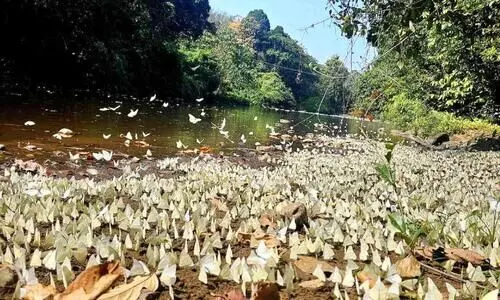 ആറളം ശലഭ ഗ്രാമം; രൂപരേഖ തയാറാക്കാൻ നിർദേശം