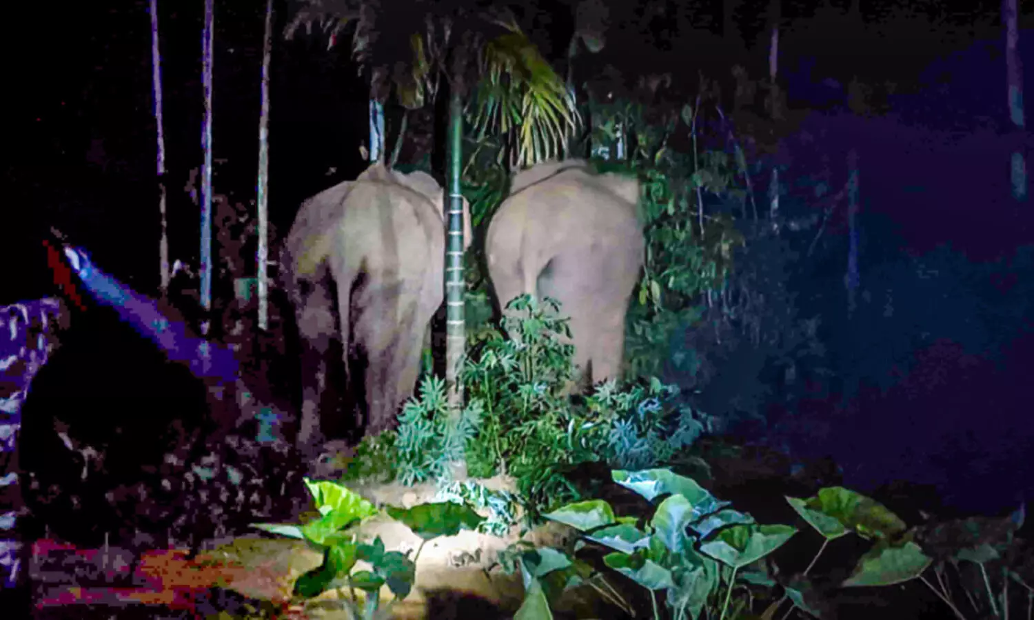 കലിതുള്ളി കാട്ടാന; ഞള്ളൂരിൽ ഉറക്കമില്ലാതെ കുടുംബങ്ങൾ