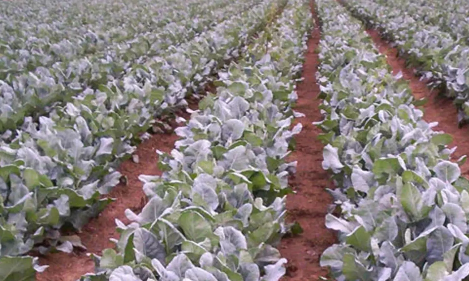 നവംബർ മാസം കൃഷി ചെയ്യേണ്ട പച്ചക്കറികൾ