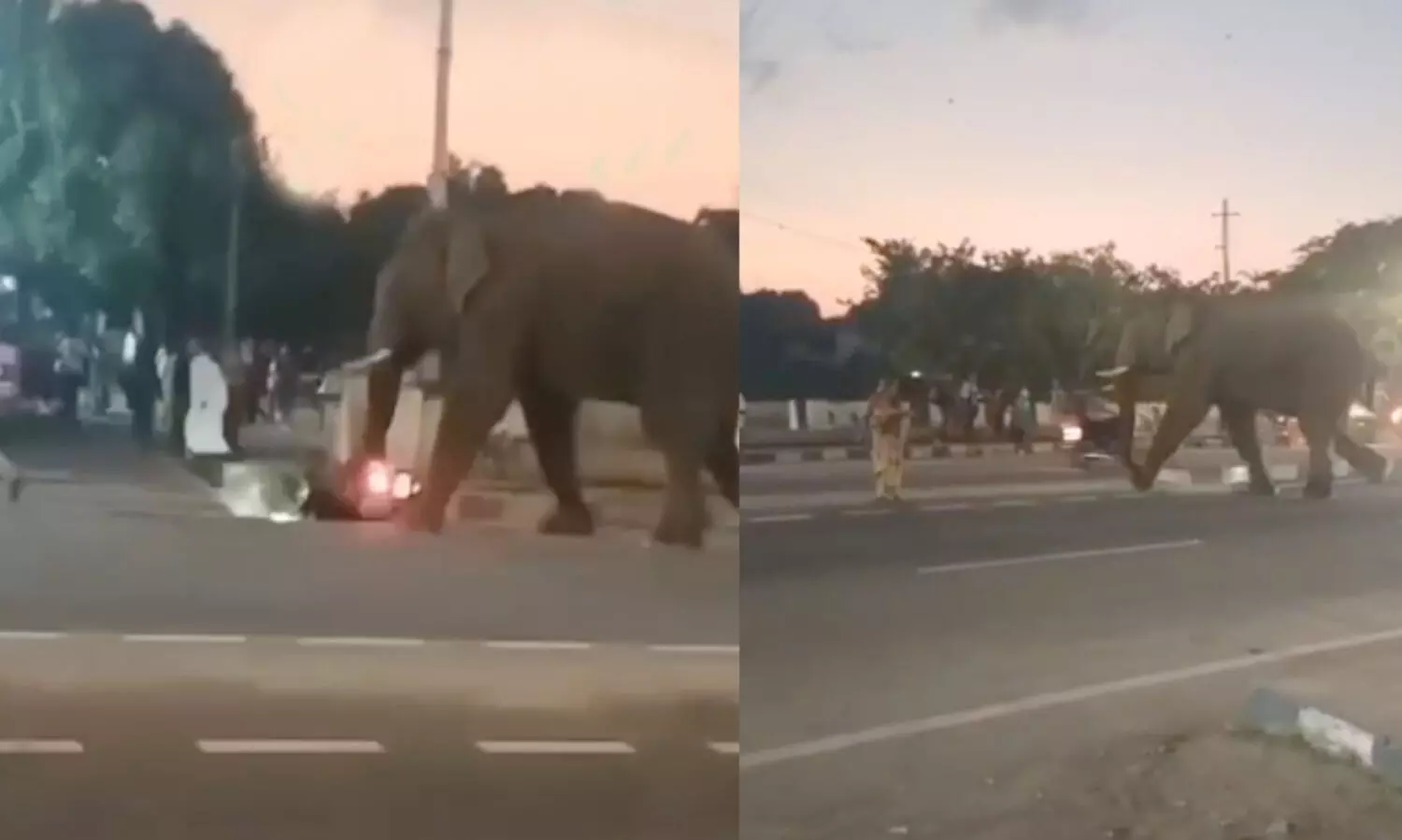 കടുവ ദൗത്യത്തിന് വനംവകുപ്പ് എത്തിച്ച ആന കടന്നൽ കുത്തേറ്റ് വിരണ്ടോടി; ഗുണ്ടൽപേട്ട് ടൗണിൽ പരക്കം പാഞ്ഞ് ജനം