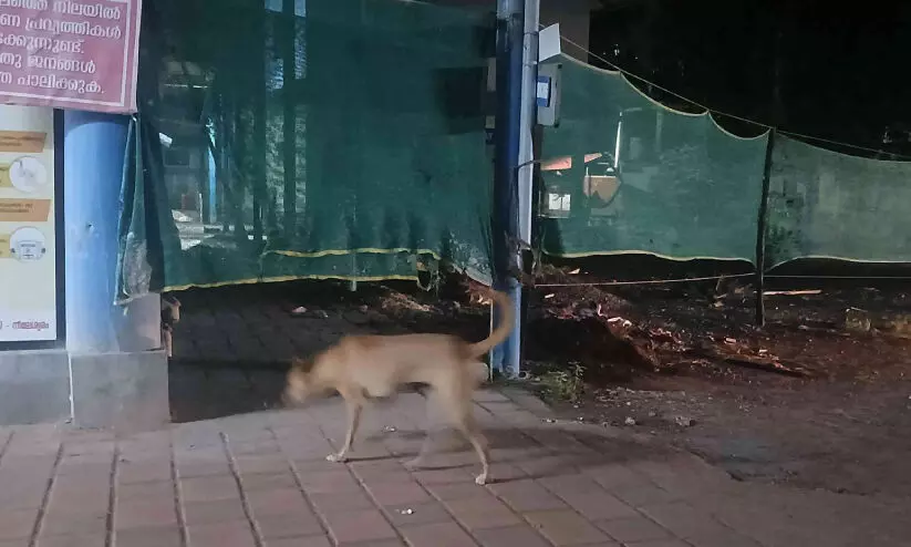 നീലേശ്വരം താലൂക്ക് ആശുപത്രി രോഗികളുടെ ശ്രദ്ധക്ക്: നായുണ്ട് സൂക്ഷിക്കുക