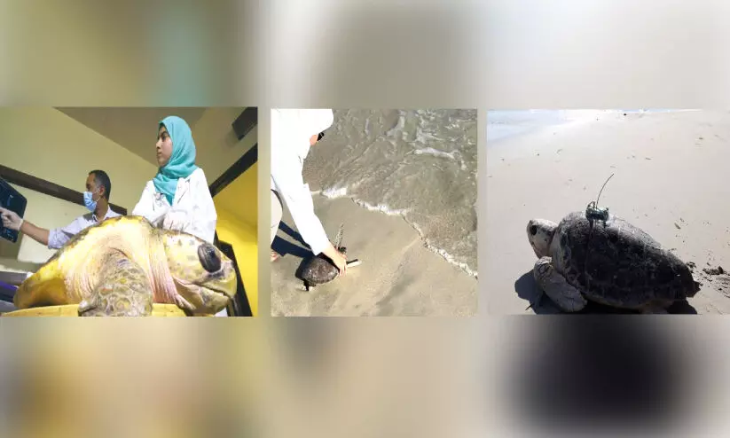 അവശരായി തീരത്തടിഞ്ഞ ആമകൾ സുഖം പ്രാപിച്ച് കടലിലേക്ക് മടങ്ങി അവശരായി തീരത്തടിഞ്ഞ ആമകൾ സുഖം പ്രാപിച്ച് കടലിലേക്ക് മടങ്ങി