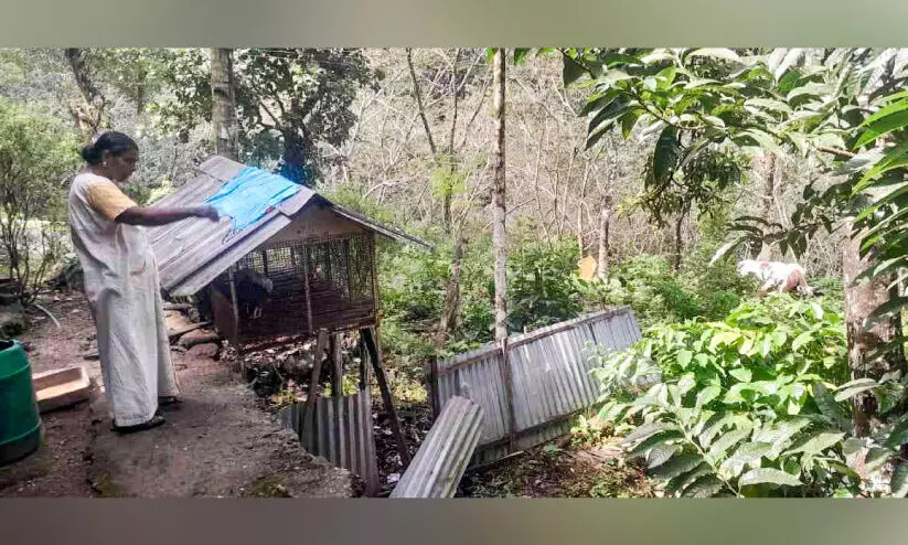 ‘ആദ്യം കരുതി പഴുത്ത വാഴയിലയെന്ന്, വീണ്ടും നോക്കിയപ്പോൾ പുള്ളിപ്പുലി’; പുലിഭീതിയിൽ ആവോലിക്കുഴി ‘ആദ്യം കരുതി പഴുത്ത വാഴയിലയെന്ന്, വീണ്ടും നോക്കിയപ്പോൾ പുള്ളിപ്പുലി’; പുലിഭീതിയിൽ ആവോലിക്കുഴി