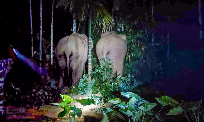 കലിതുള്ളി കാട്ടാന; ഞള്ളൂരിൽ ഉറക്കമില്ലാതെ കുടുംബങ്ങൾ