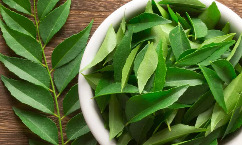 മുടി ഇടതൂർന്ന് വളരാൻ കറിവേപ്പില ഉപയോഗിക്കൂ..