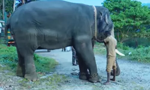 Forest dept elephant