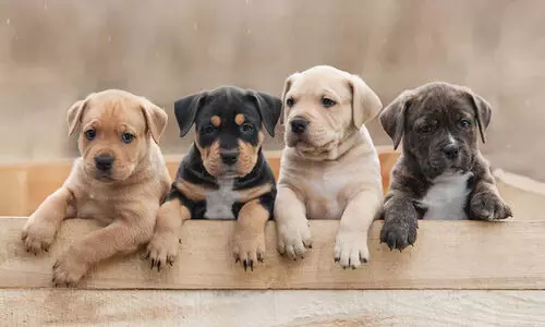 നായ്ക്കൾക്കായി പാർക്ക് ഒരുങ്ങുന്നു