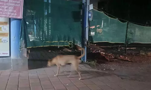 നീലേശ്വരം താലൂക്ക് ആശുപത്രി രോഗികളുടെ ശ്രദ്ധക്ക്: നായുണ്ട് സൂക്ഷിക്കുക