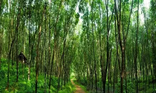 വനാവരണം പദ്ധതി വിപുലീകരണം: കിഴക്കന്‍ മേഖലയില്‍ 169 കി. മീ. നീളത്തില്‍ പദ്ധതി ഒരുക്കാന്‍ തീരുമാനം